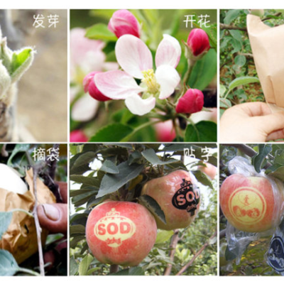 香蕉视频你懂的打标机标记着属于和平的果实，明年蒸蒸日上