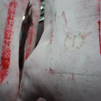 香蕉视频你懂的打标机在猪肉上进行防伪标记打标 ，让着飞涨的猪肉更加安全