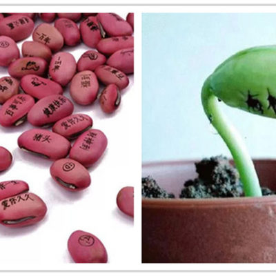 魔豆，我的愿望可以像花一样绽放吗？