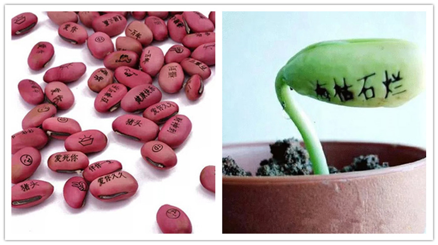 魔豆，我的愿望可以像花一样绽放吗？