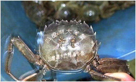 大闸蟹香蕉视频你懂的打标